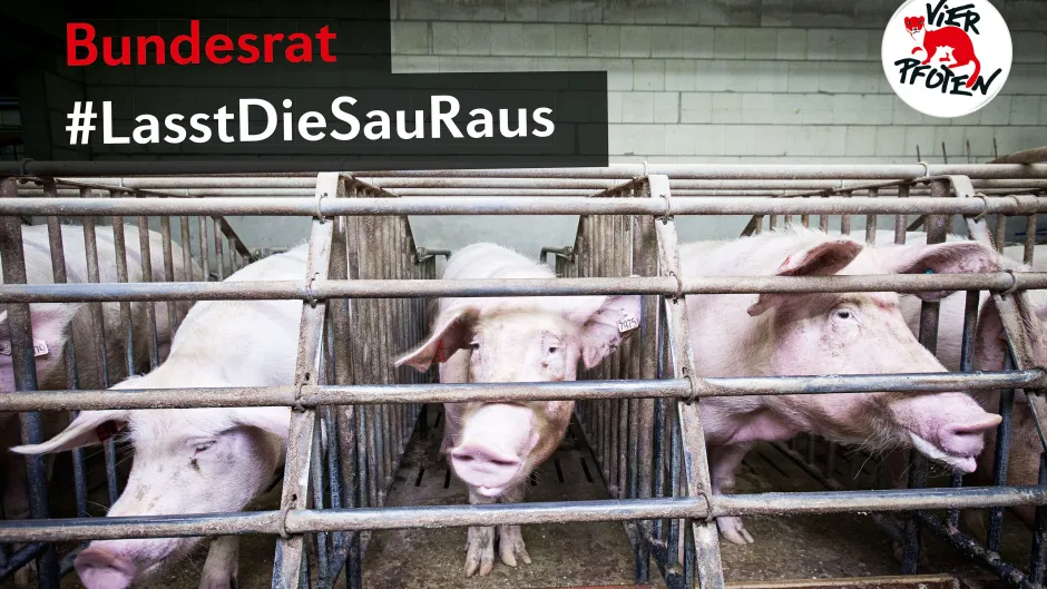 Kastenstand_Saeue__c__VIER_PFOTENFred_Dott